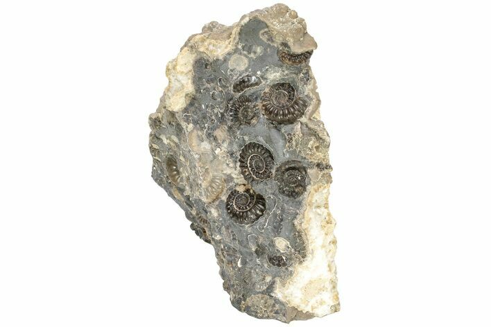 Ammonite (Promicroceras) Cluster - Marston Magna, England #216616